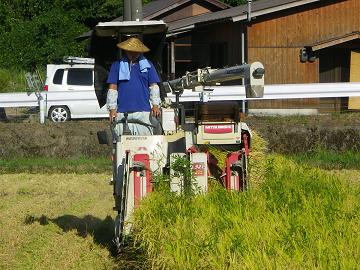 笠を被った男性がコンバインに乗って稲刈りの作業を行っている写真