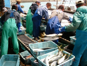 漁港で沢山の魚がかごに入れられ、男性の方々が上がってきた魚の選別をしている様子の写真